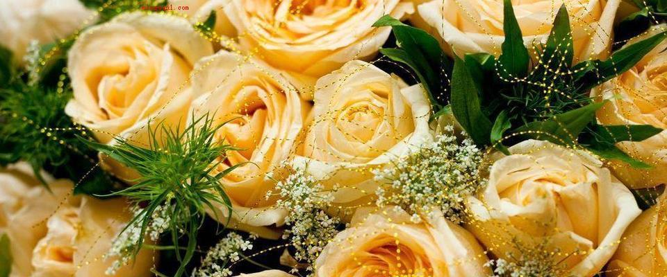 友谊的花（探索花语中友谊的象征意义，传递友谊之美）