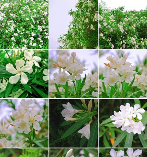 友谊的花（探索花语中友谊的象征意义，传递友谊之美）