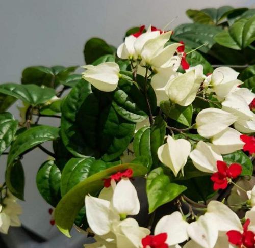 自信的花——展示内在力量的美丽（探索自信的花语，传递自信的信息）
