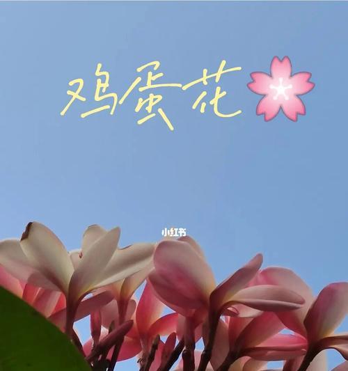自信的花——展示内在力量的美丽（探索自信的花语，传递自信的信息）