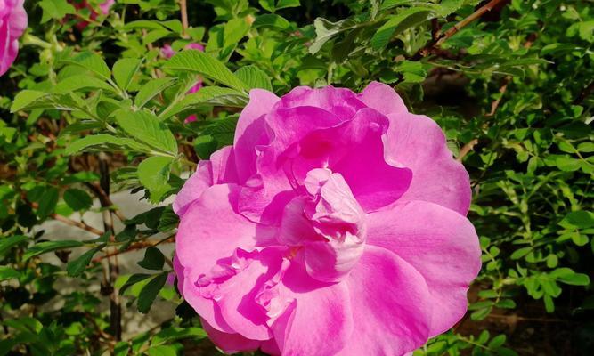 自信的花——展示内在力量的美丽（探索自信的花语，传递自信的信息）
