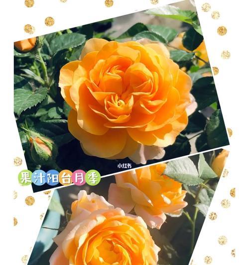 花之语（传递尊重的花语意义和象征）
