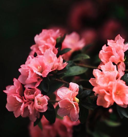 缤纷杜鹃花语（以花朵色彩为窗，探索杜鹃花语的奥秘）