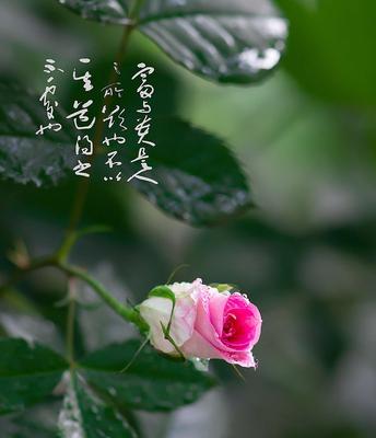 缤纷蔷薇花语（不同颜色蔷薇的情感寓意）