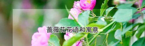 缤纷蔷薇花语（不同颜色蔷薇的情感寓意）