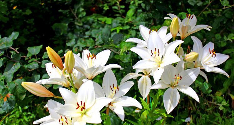 不同颜色百合花语的深意（揭示百合花的丰富内涵及象征意义）