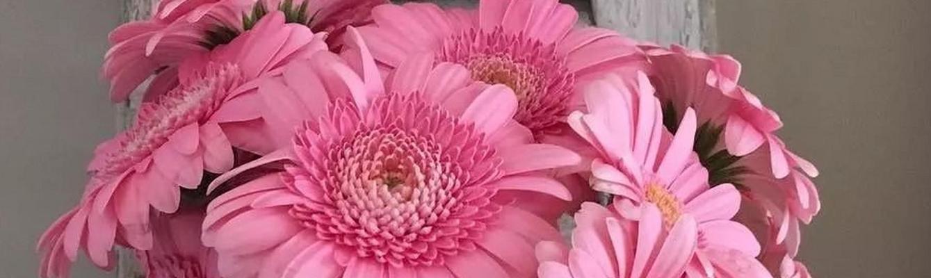 非洲菊的花语——色彩的诗篇（以不同颜色非洲菊为纽带，传递美好的情感与祝福）