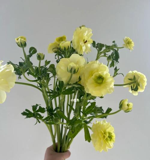 花开花落，情绵绵——揭秘不同颜色花毛茛的花语之谜（从红到紫，各色花毛茛的花语缠绵如丝）
