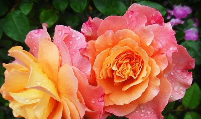 橙色蔷薇花语及代表意义（橙色蔷薇的美丽与深意）