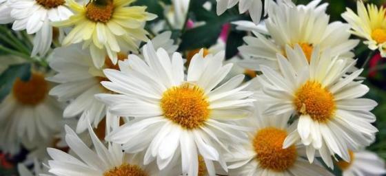 雏菊花语(借花传意,追寻美好与希望)