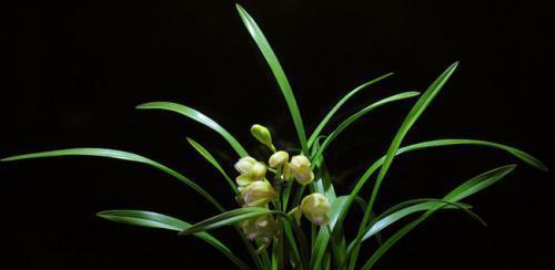 爱情的绿意纷飞（植物代表痴情的15种表达方式）