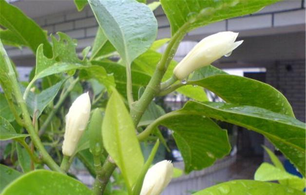 纯洁的植物世界（探索纯洁植物的美丽与力量）