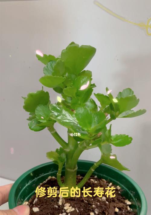 探索代表健康长寿的植物世界（从自然中汲取生命的源泉，掌握长寿的秘密）