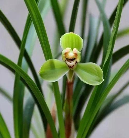 代表君子的植物（传递美德与品质的自然象征）