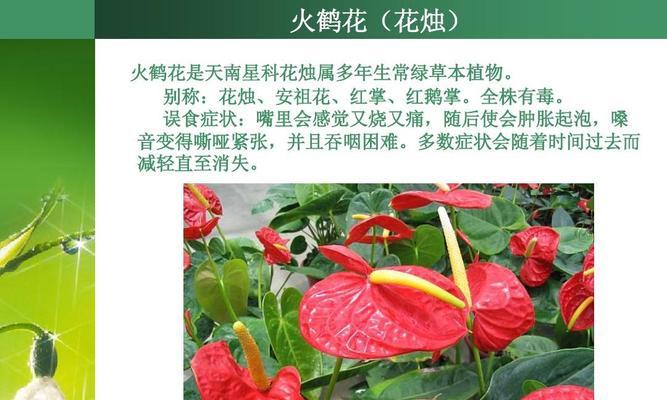 老师手中的花园-植物代表教育之道（探寻老师心中的植物世界，感受教育的滋养与成长）