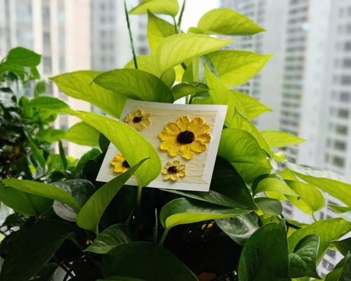 老师手中的花园-植物代表教育之道（探寻老师心中的植物世界，感受教育的滋养与成长）