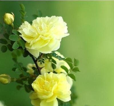花海中的妖艳魅惑（探寻花海中代表魅惑的花卉之谜）