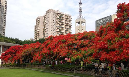 花开热烈，张扬之美（绽放热情，点亮生活的）