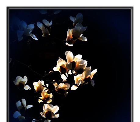 花开思念，芬芳永存（以花为桥，追忆逝者的柔情）