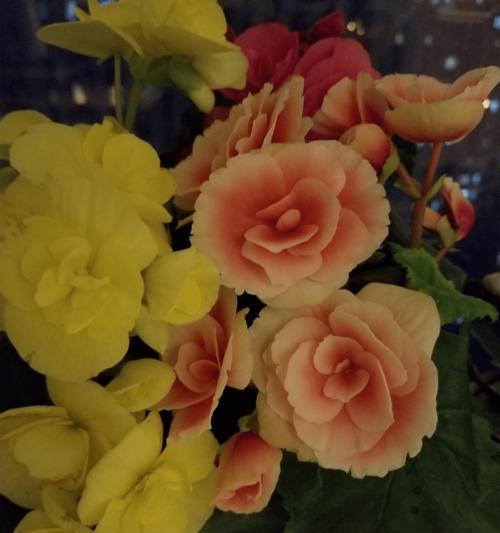 四季花开，岁月常新（四季性花卉中的瑰宝花朵）
