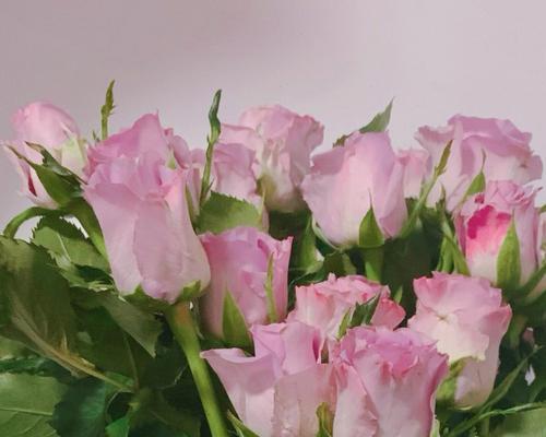 花朵的希望之光（曙光初现，花开希望）