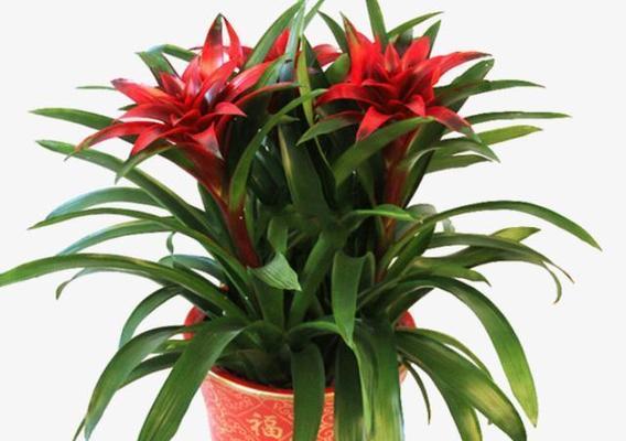 喜庆之花——代表喜庆的植物（丰富中国文化的喜庆植物及其象征意义）