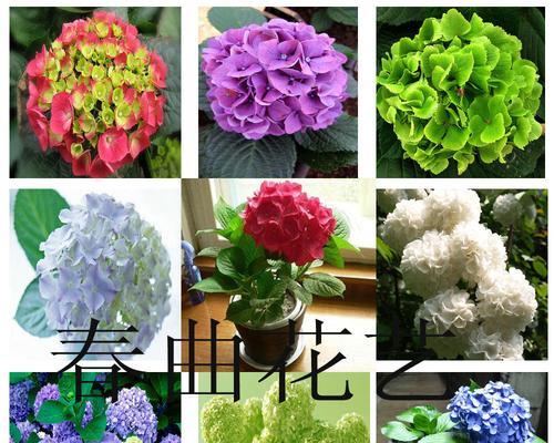 代表幸运的植物，给生活带来好运（探秘幸运植物的神奇力量，让好运满满）