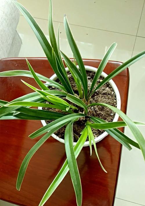 友情之花（友情之花与友谊的象征意义）
