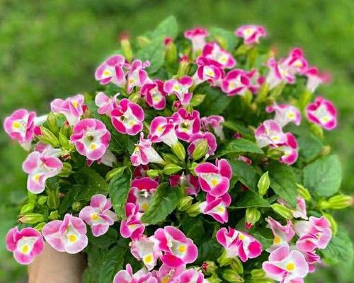 以代表友谊的植物为主题的文章（探寻友谊的花园）