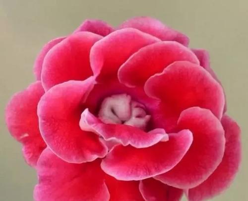 花语传情（探寻欲望的花语之意义与象征）