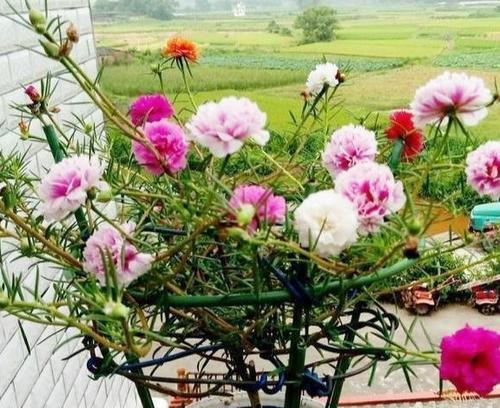 非洲菊繁殖方法是什么（详解非洲菊栽培技术）