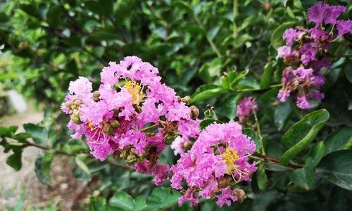 紫薇什么时候开花（观赏紫薇花期简介）