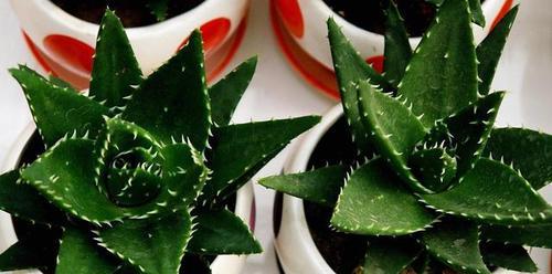 芦荟怎么移植才能成活（芦荟的移栽方法和技巧）