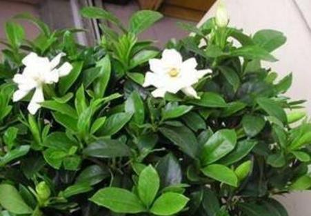 栀子花怎么养才能更旺盛开花