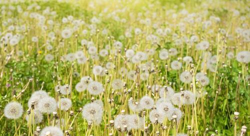 蒲公英如何种植（蒲公英种植方法及步骤）
