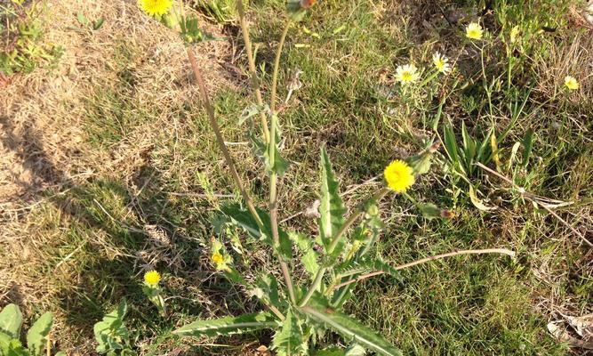 蒲公英如何种植（蒲公英种植方法及步骤）