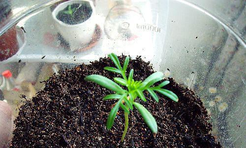 波斯菊幼苗种植方法是什么（有关波斯菊的栽培技术）
