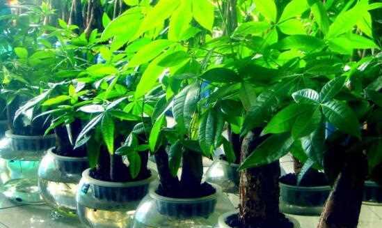 发财树怎样浇水才是正确的（种植发财树的窍门）