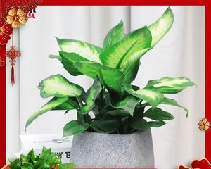 银皇后万年青好养吗（银皇后万年青养殖方法讲解）