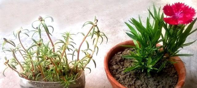 菠萝树怎么养（种植菠萝树的方法步骤）