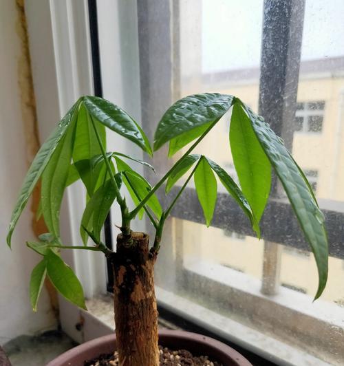 发财树叶黄怎么治（发财树黄叶原因及解决方法）