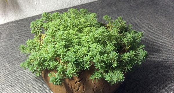 养不死的多肉有哪些（最皮实好养的多肉推荐）