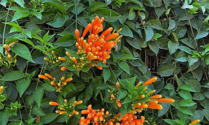 炮仗花如何养殖（炮仗花的栽培技术要点）