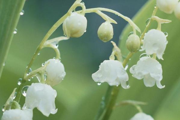 铃兰怎么养殖（铃兰的种植方法和养护）