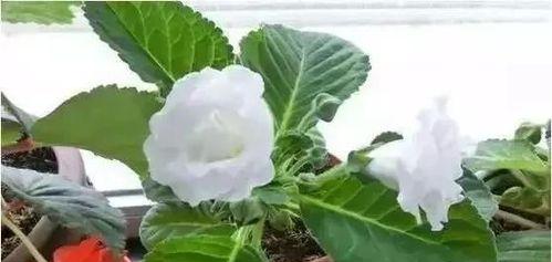 室内花盆里有小飞虫怎么去除小妙招