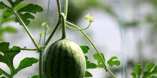 西瓜怎样种植（西瓜种植技术与管理）