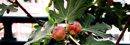 无花果怎么种植方法（无花果树盆栽的养护知识）