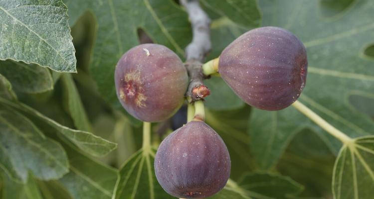 无花果怎么种植方法（无花果树盆栽的养护知识）