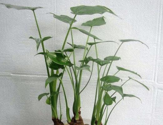 滴水观音植物怎么养（滴水观音植物的养护小窍门）
