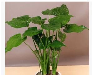 滴水观音植物怎么养（滴水观音植物的养护小窍门）
